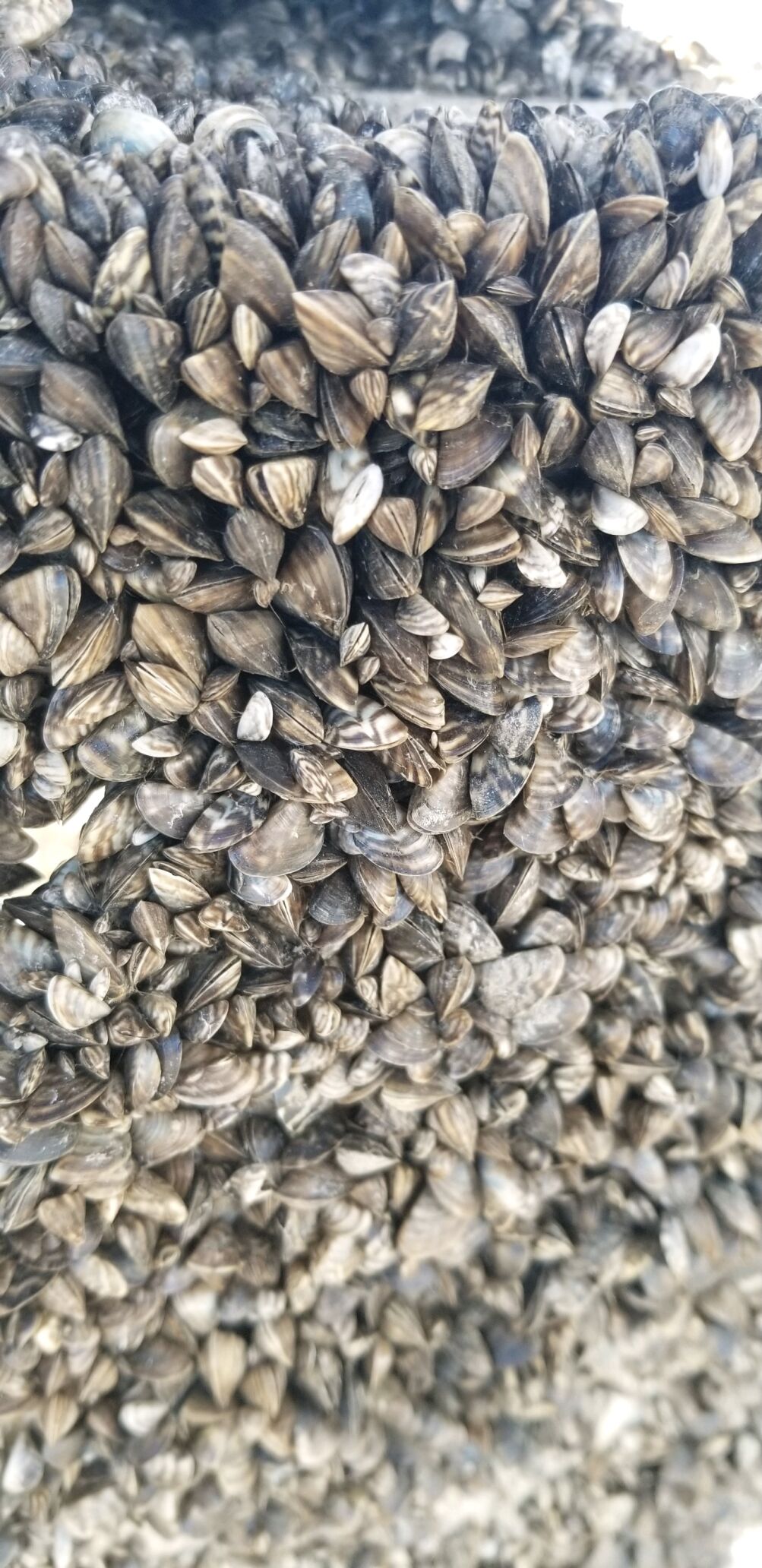 zebra mussels